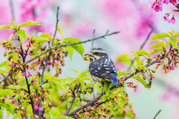 Spot-winged Grosbeak on the branches of Sakura.