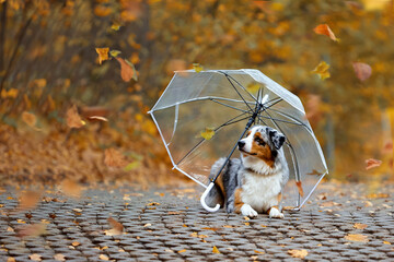 One australian shepherd gray color lies under an umbrella on the ground in the autumn forest or park.The concept of pet supplies, become, blog. Autumn landscape. Medium plan.