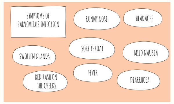 symptoms of Parvovirus infection.  Vector illustration for medical journal or brochure. 