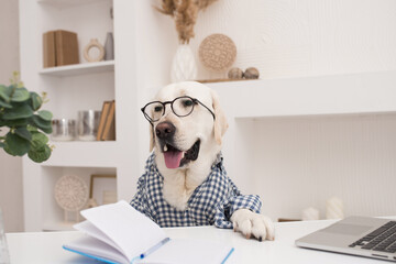 pet working on computer, cute dog in a shirt and glasses works at a laptop. A golden retriever sits...