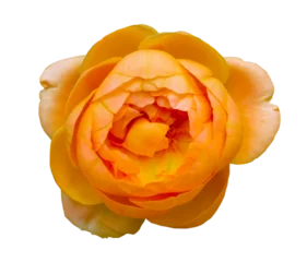 Fototapete closeup of one orange rose fresh blossom beauty flower on an isolated white background with a clipping path or cutout.use for decoration in love event, Valentine's festival, and romantic wedding card. © death_rip