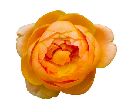 closeup of one orange rose fresh blossom beauty flower on an isolated white background with a clipping path or cutout.use for decoration in love event, Valentine's festival, and romantic wedding card.