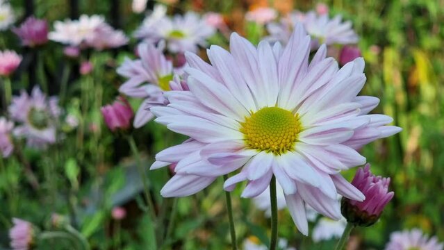 Chrysanthemum white-purple close-up on a flower bed in the garden