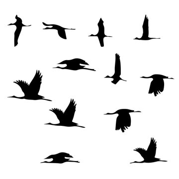 Flying Bird Outline Images – Browse 79,867 Stock Photos, Vectors, and ...