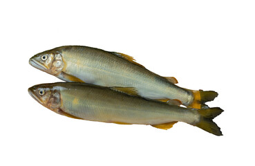 新鮮な鮎切り抜き影あり