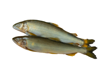 新鮮な鮎切り抜き影あり