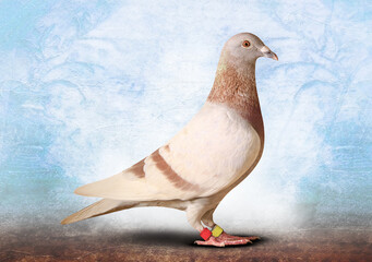 full body of speed racing pigeon bird isolate white background