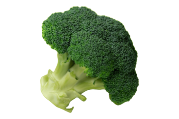 新鮮なブロッコリー切り抜き影あり