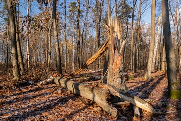 Przewrócone złamane grube drzewo © KoLesfot