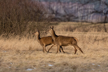 Jelenie w galopie © KoLesfot