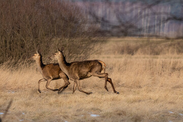 Jelenie w galopie © KoLesfot