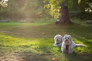 Two Havanese dogs laying down in a park enjoying the afternoon sun.
