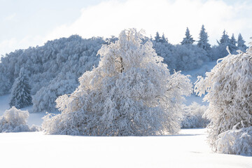 Ice covered tree in Rhön