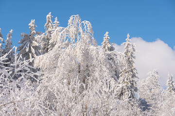 Ice covered trees in Rhön