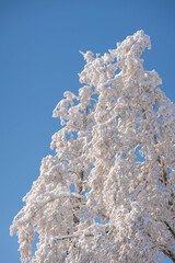 Ice covered tree in Rhön