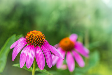 Echinacea flower close-up in the garden close-up. Lovely pink medicinal flower on a blurred background