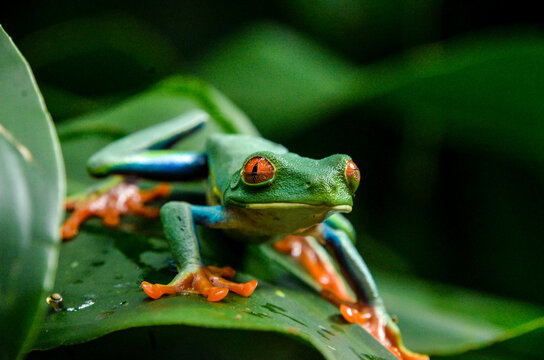 close up of frog sitting on a leaf - Powered by Adobe