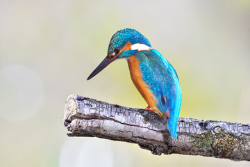 Obraz premium カワセミ(Kingfisher)