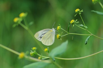 Monshirochou, small cabbage white butterfly (Pieris rapae) , a species of butterfly classified in the family Pterodiidae (swallowtail butterflies)