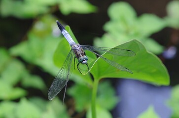 Shiokaratonbo (Orthetrum albistylum speciosum), one of the most familiar dragonflies in Japan