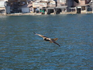 海上を飛ぶ猛禽類