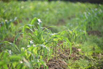 Corn stalks in a farmland with blue sky