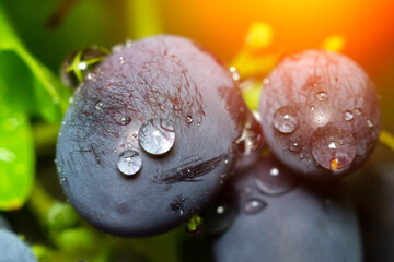 Juicy grapes close-up macro with drops of water. Sweet summer dessert. Selective focus
