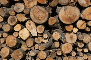 Tree trunks as a background.