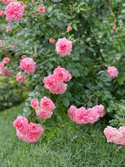 Rose shrub with beautiful pink flowers in garden.