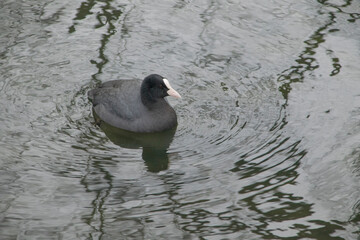 Bleßhuhn (Fulica atra)