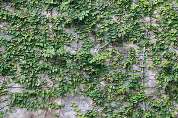 Creative nature layout made of tropical leaves and flowers. Summer concept.