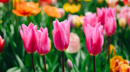 Colorful tulip flowers bloom in the garden