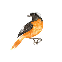 Hand-drawn watercolor redstart bird