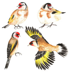 Hand-drawn watercolor set of goldfinch birds