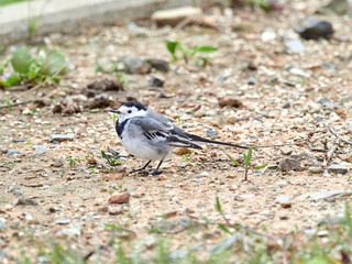 White wagtail bird. Motacilla alba.