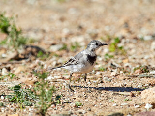 White wagtail bird. Motacilla alba.