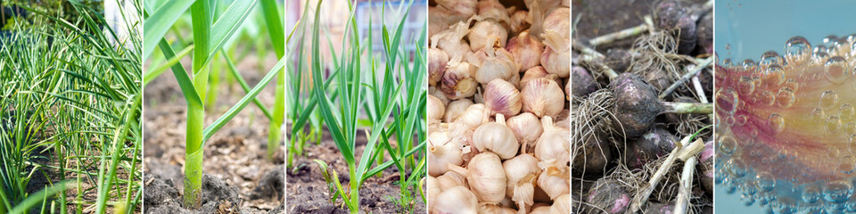 Collage farmer with freshly picked garlic vegetables, the concept of organic farming. Horizontal banner