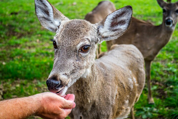 A White-Tailed Deer in Lake Hills, Texas