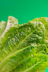 Fresh lettuce on the green  background