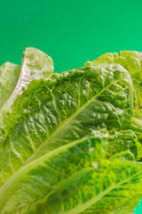 Fresh lettuce on the green  background