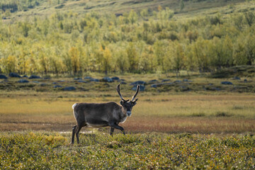 Reindeer, Padjelanta national park, Lapland, Sweden