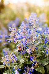 bee pollinating purple lavendar flower