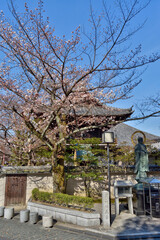 圓山地蔵尊の桜