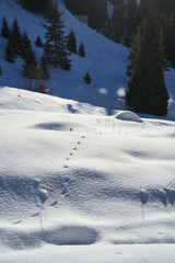 Fototapeta na wymiar Snow slope covered with fresh footprints in the mountains.