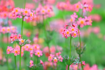 Obraz na płótnie Canvas Blooming plant Primula Proliferae