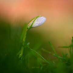 Spring flowers-snowdrop. The first flowering white plants in spring. Natural colorful background. (Galanthus nivalis).