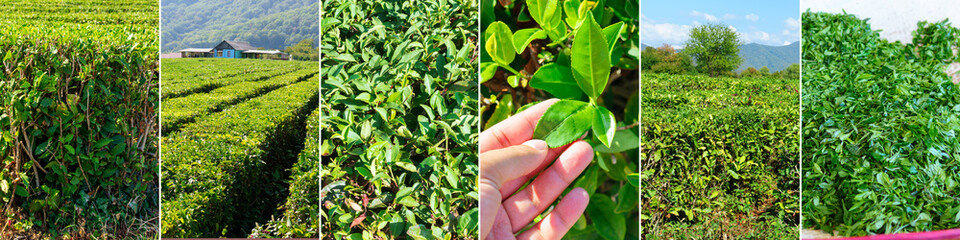 Collage of the bushes on plantation and hand harvesting. All video belongs to me, horizontal format