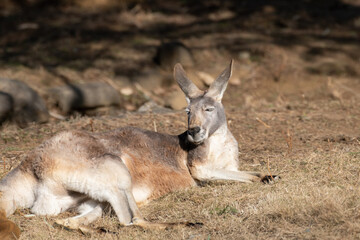 眠そうなアカカンガルー