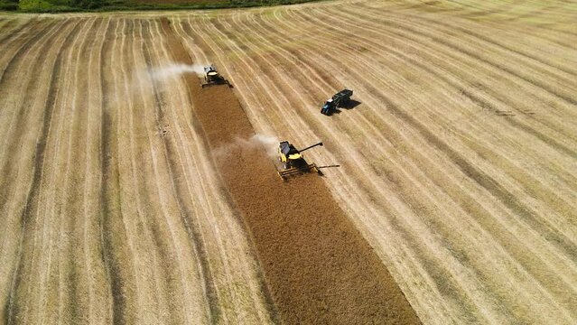 A modern combine harvester harvests wheat in the field, top view, general plan. view from a drone. Harvester collects ripe wheat. Ripe ears of gold field at sunset against a cloudy orange sky backgrou