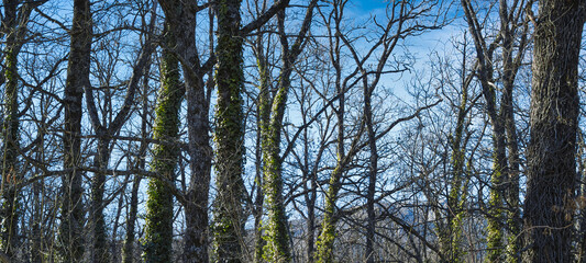 Obraz premium Bosque de hoja caduca en invierno con troncos de árboles recubiertos de hiedra verde en la villa de San Lorenzo de El Escorial, España